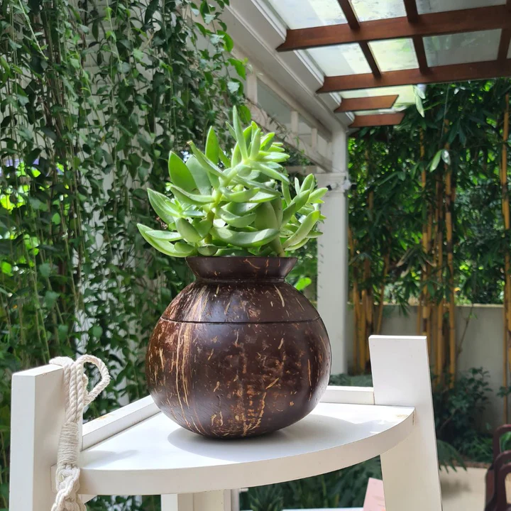 Coconut Shell Plant Pot – Eco-Friendly Indoor Planter Additional View-0