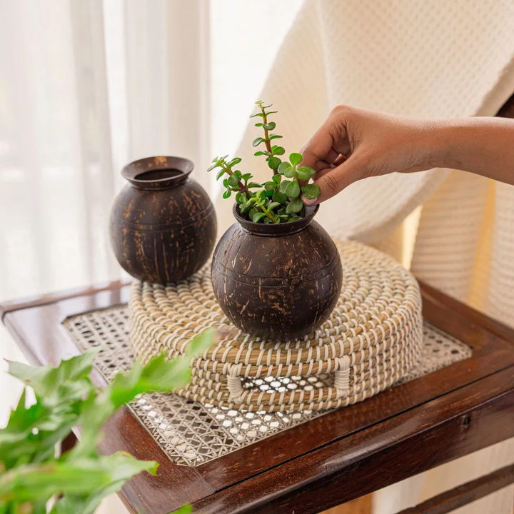 Coconut Shell Plant Pot – Eco-Friendly Indoor Planter Additional View-1