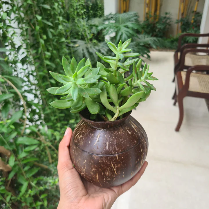 Coconut Shell Plant Pot – Eco-Friendly Indoor Planter Additional View-3